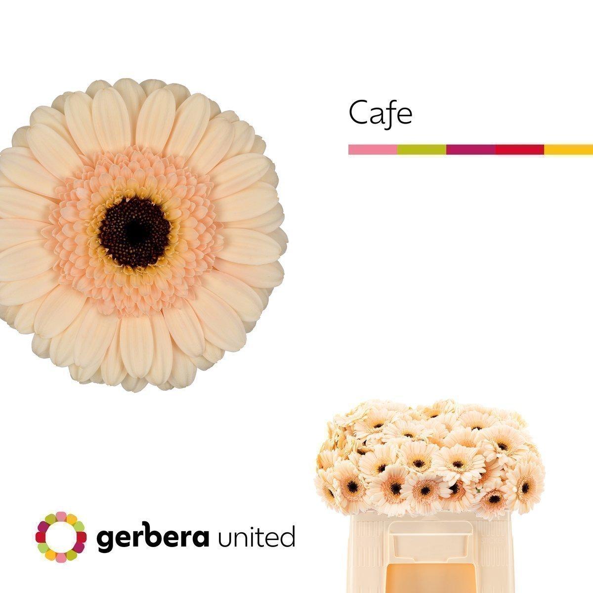 Срезанные цветы оптом Germini cafe от 80шт из Голландии с доставкой по России