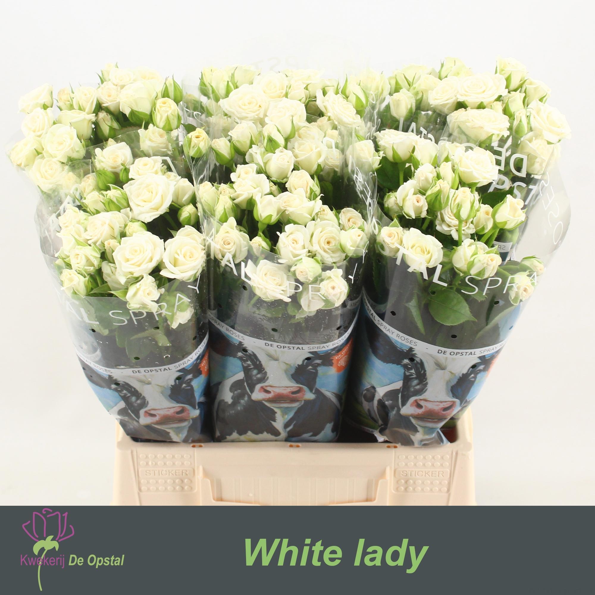 Срезанные цветы оптом Rosa spray white lady от 60шт из Голландии с доставкой по России