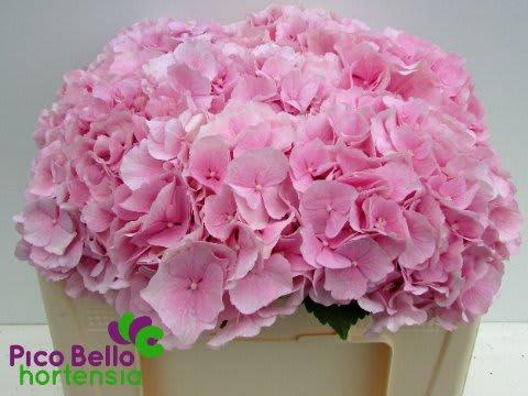 Срезанные цветы оптом Hydrangea verena от 10шт... из Голландии с доставкой по России