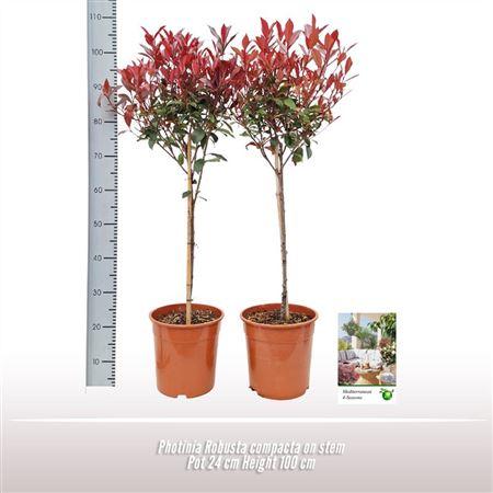 Горшечные цветы и растения оптом Photinia Robusta Compacta On Stem от 1шт из Голландии с доставкой по России