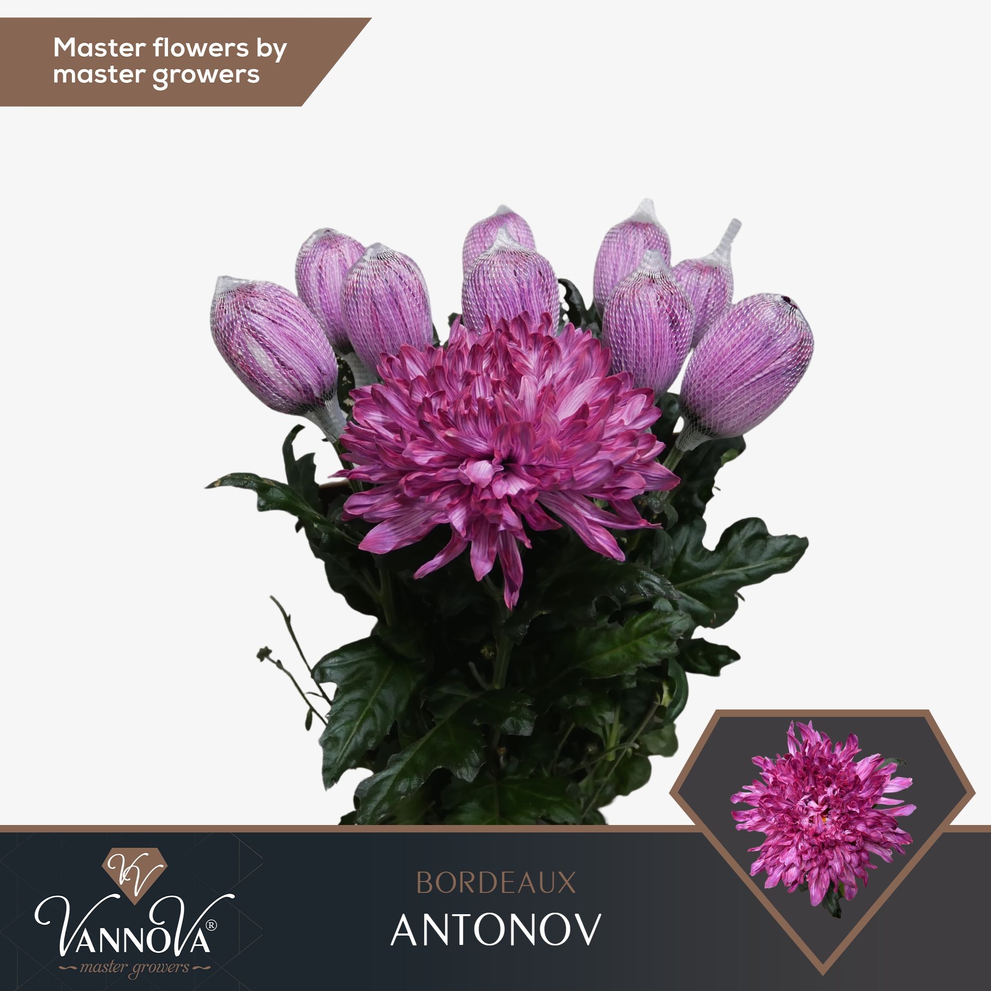 Срезанные цветы оптом Chrys bl paint antonov bordeaux от 120шт.. из Голландии с доставкой по России