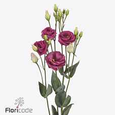 Срезанные цветы оптом Lisianthus do rosita red от 20шт из Голландии с доставкой по России