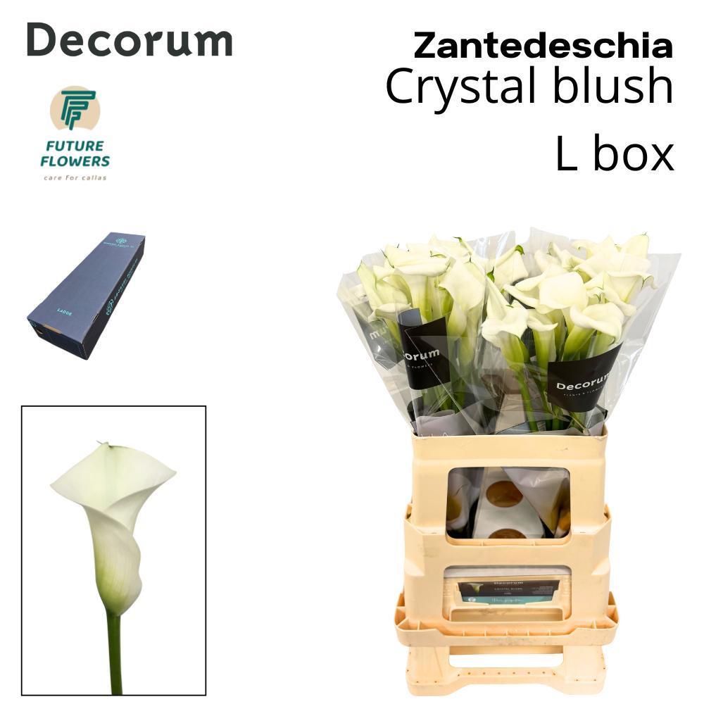 Срезанные цветы оптом Zantedeschia crystal blush от 160шт из Голландии с доставкой по России