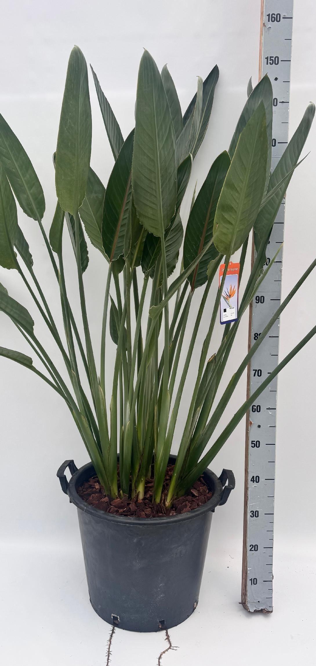 Горшечные цветы и растения оптом Strelitzia Regin Bl от 1шт из Голландии с доставкой по России