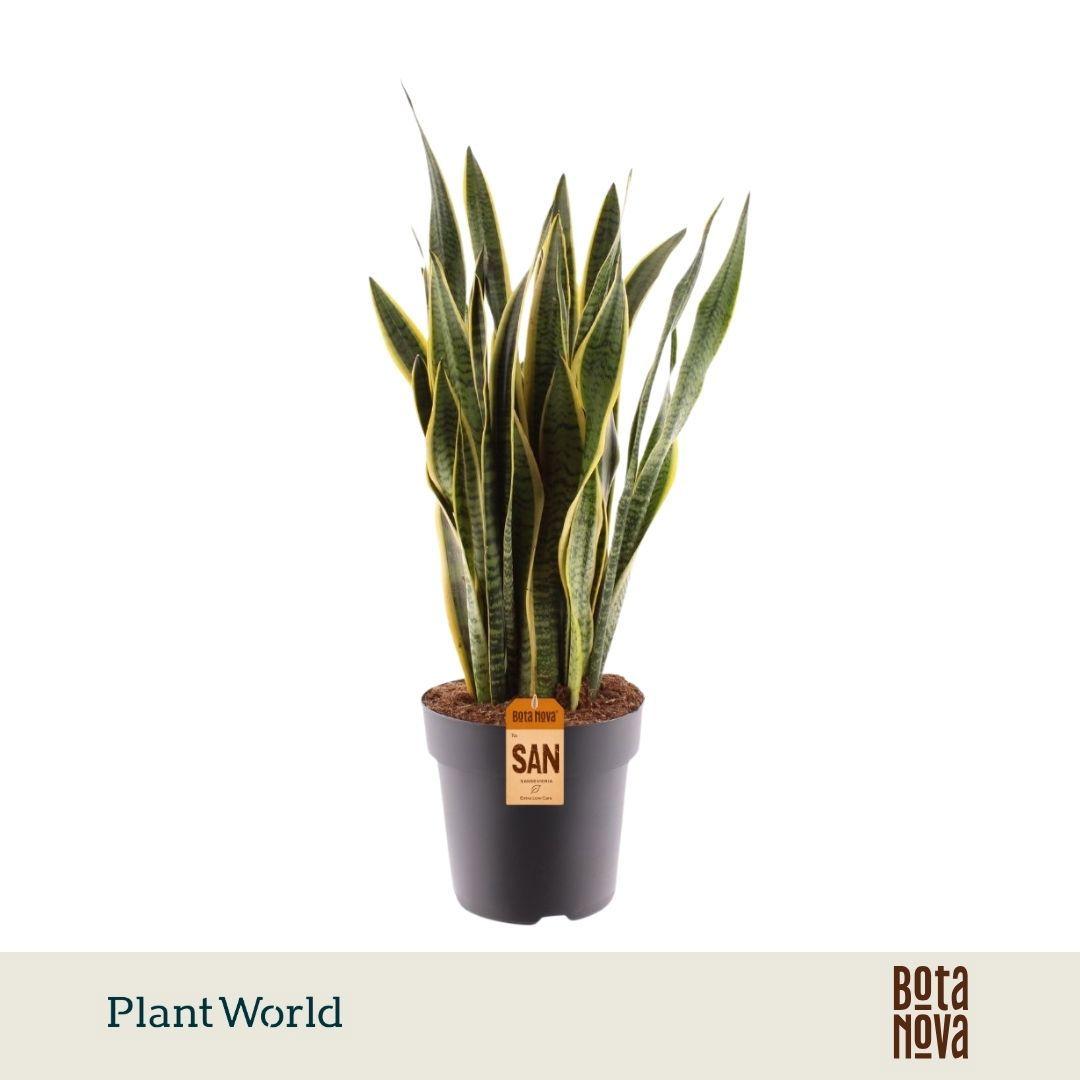 Горшечные цветы и растения оптом Sansevieria Laurentii (dec) от 1шт из Голландии с доставкой по России