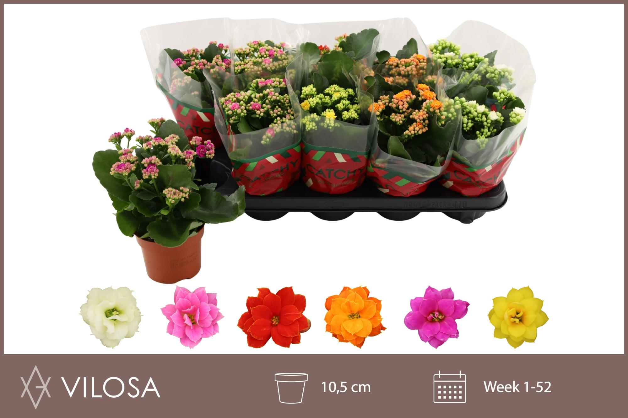 Горшечные цветы и растения оптом Kal Ge Gem 6 Kl от 10шт из Голландии с доставкой по России