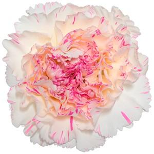 Срезанные цветы оптом Dianthus st yukari cherry от 80шт. из Голландии с доставкой по России