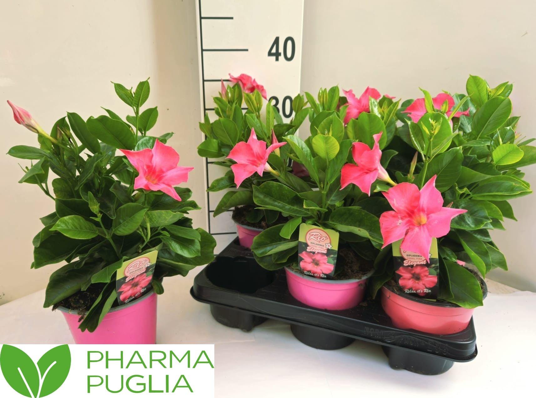 Горшечные цветы и растения оптом Mande Rio El Cora Pi от 6шт из Голландии с доставкой по России