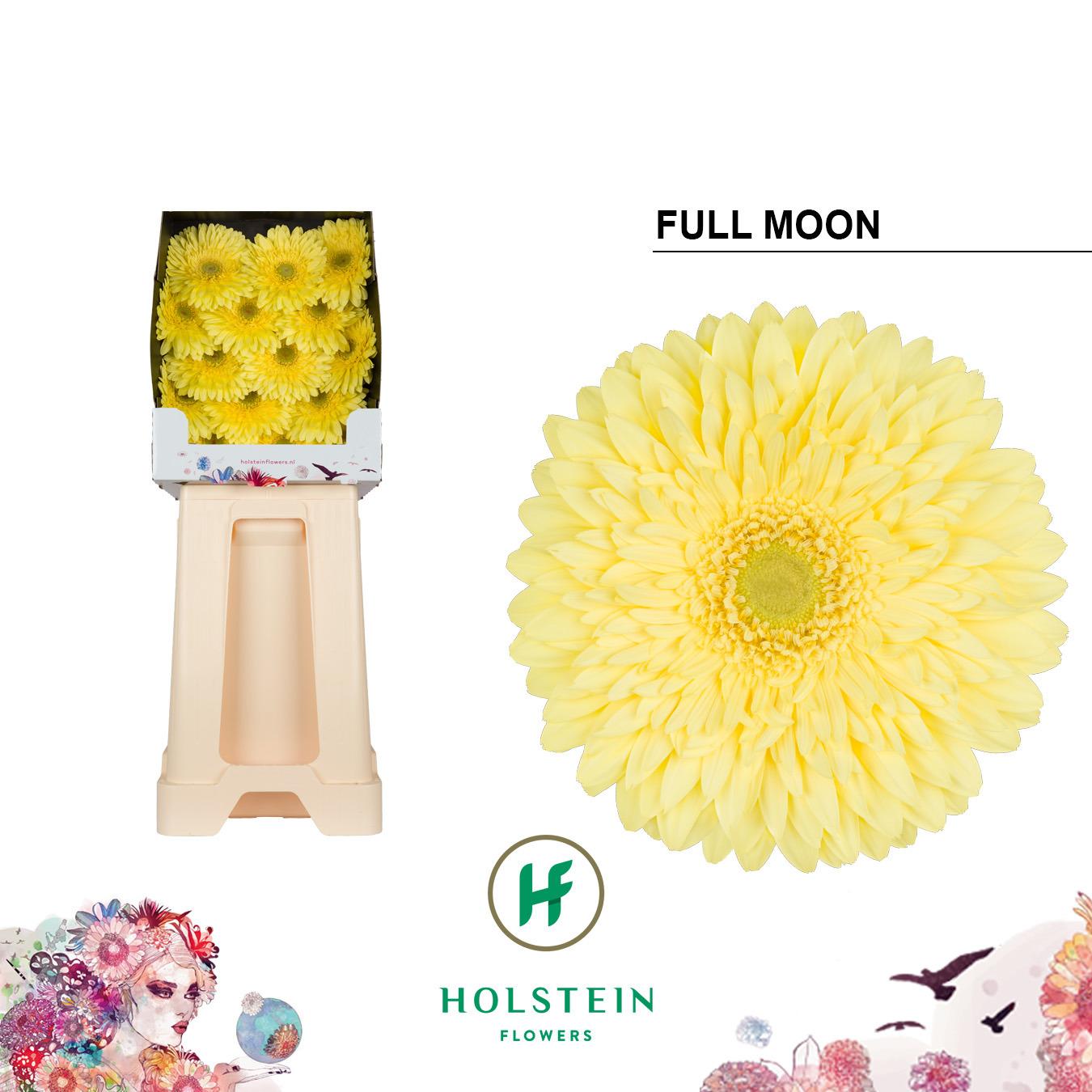 Срезанные цветы оптом Gerbera diamond full moon от 45шт из Голландии с доставкой по России
