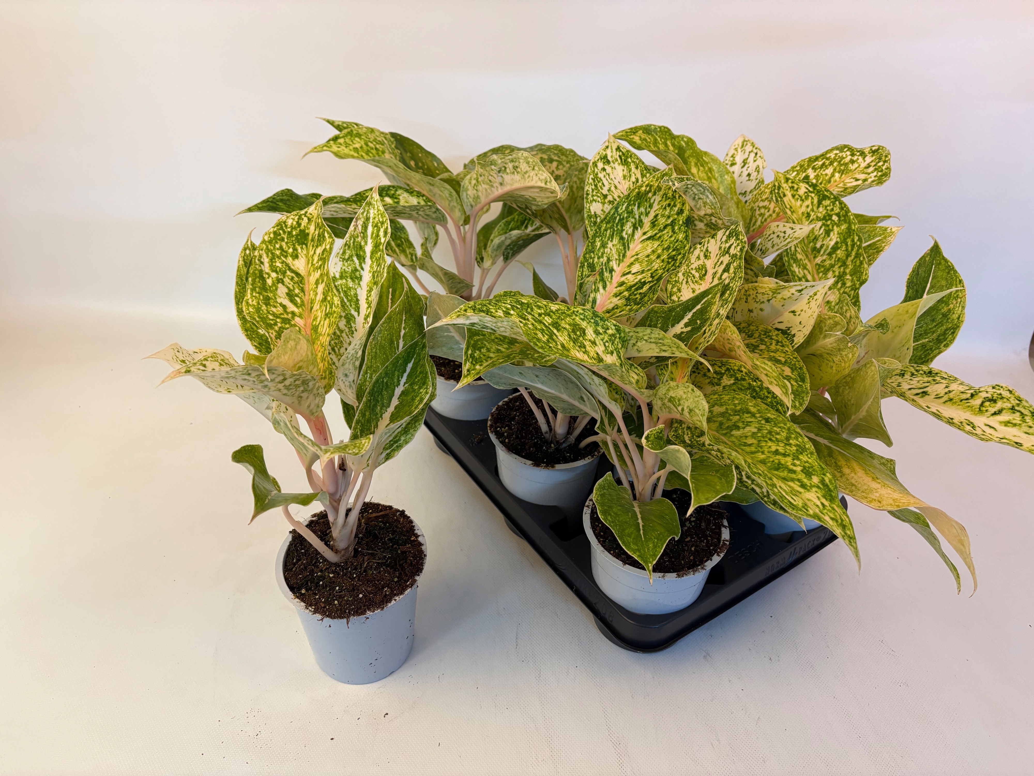 Горшечные цветы и растения оптом Aglao Ov от 8шт из Голландии с доставкой по России