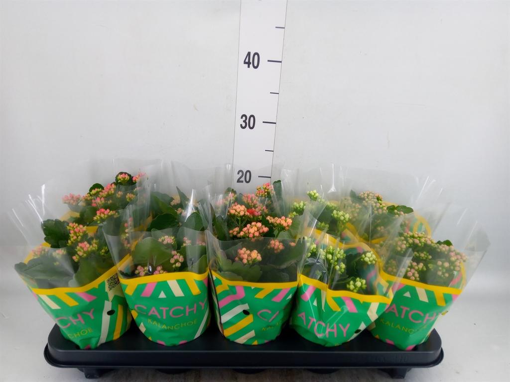 Горшечные цветы и растения оптом Kalanchoe Blos.   ..rosebud Mix  5 от 10шт из Голландии с доставкой по России