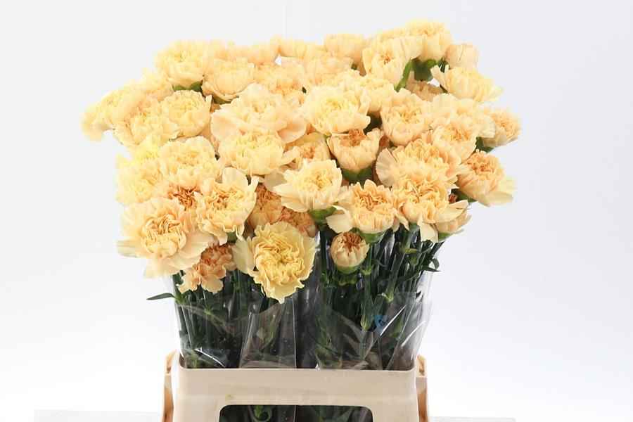 Срезанные цветы оптом Dianthus st minami gold от 80шт из Голландии с доставкой по России