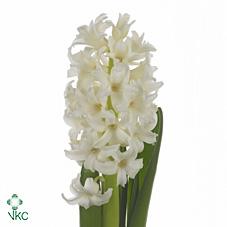 Срезанные цветы оптом Hyacinthus white от 50шт из Голландии с доставкой по России