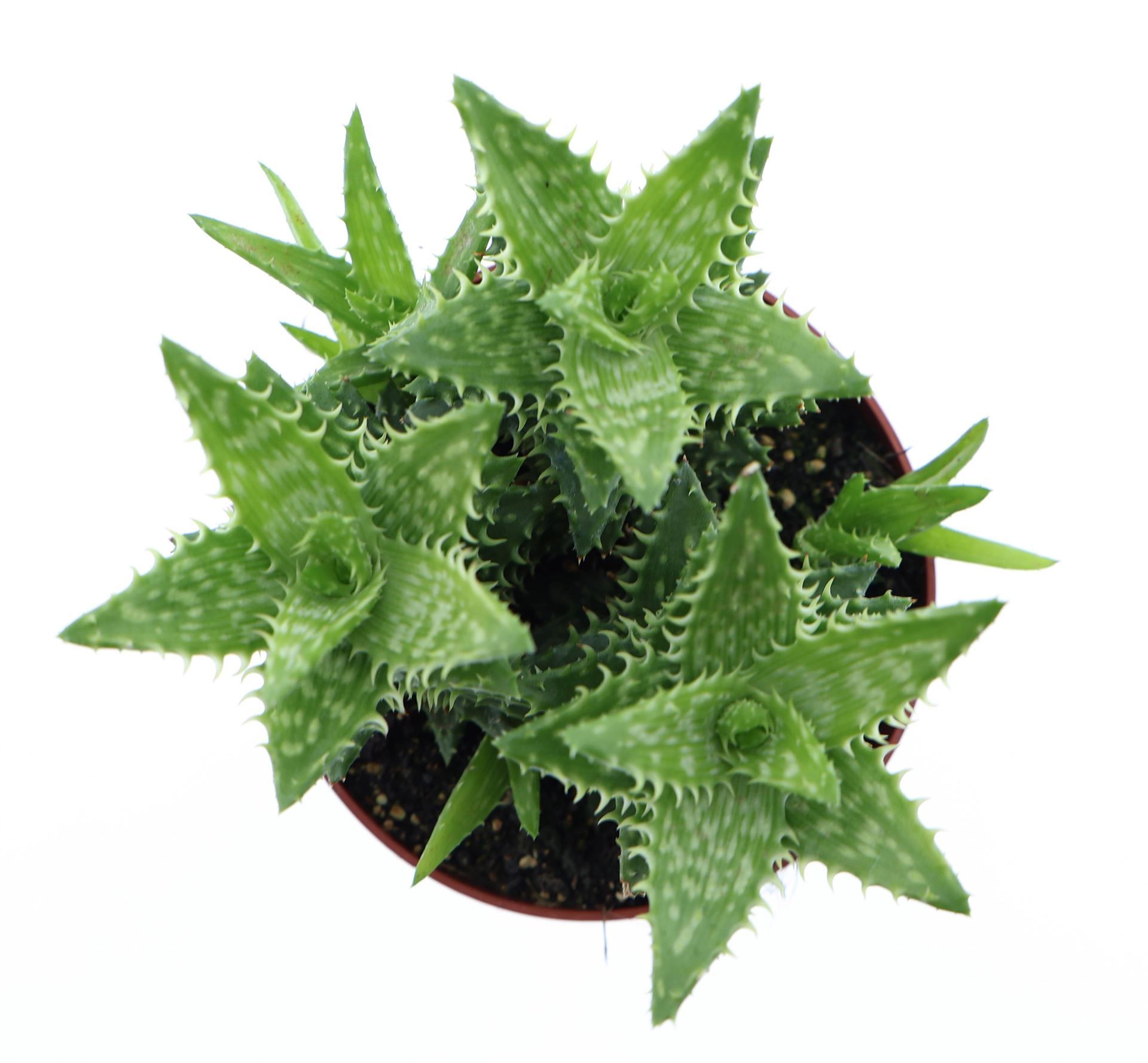 Горшечные цветы и растения оптом Aloe Squarrosa от 6шт из Голландии с доставкой по России