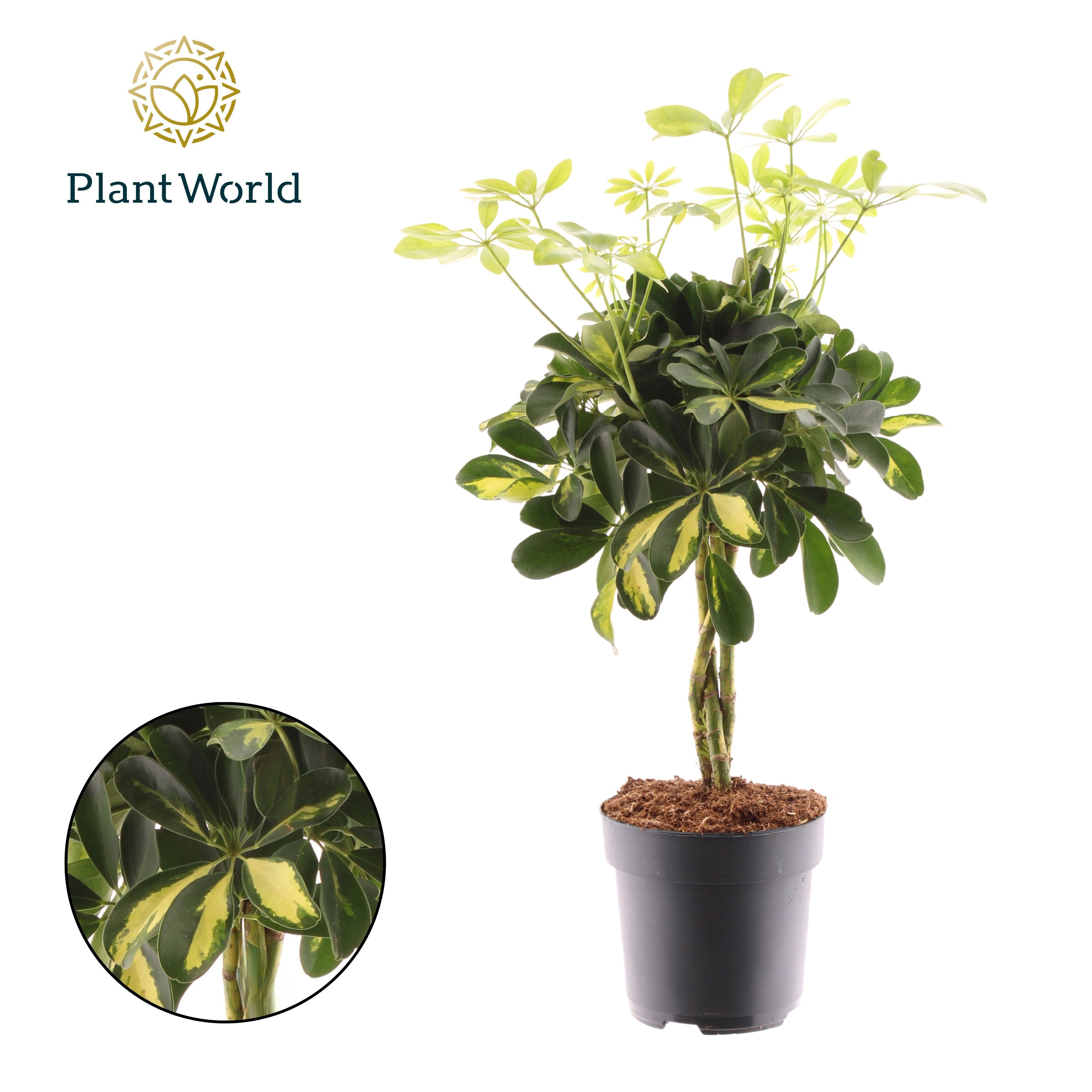Горшечные цветы и растения оптом Schefflera Gold Capella Vlecht от 6шт из Голландии с доставкой по России