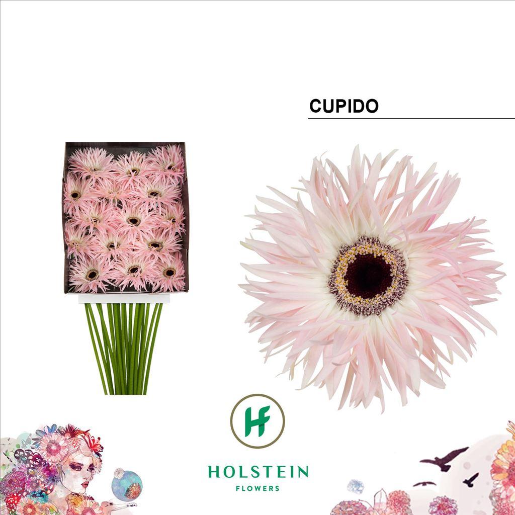 Срезанные цветы оптом Gerbera diamond gerspider cupido от 15шт из Голландии с доставкой по России