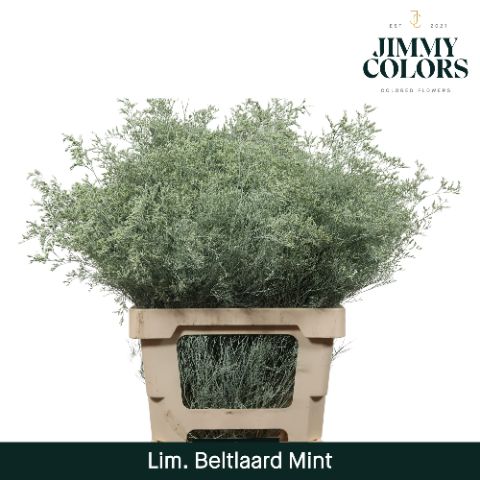 Срезанные цветы оптом Limonium beltlaard paint mint от 50шт из Голландии с доставкой по России