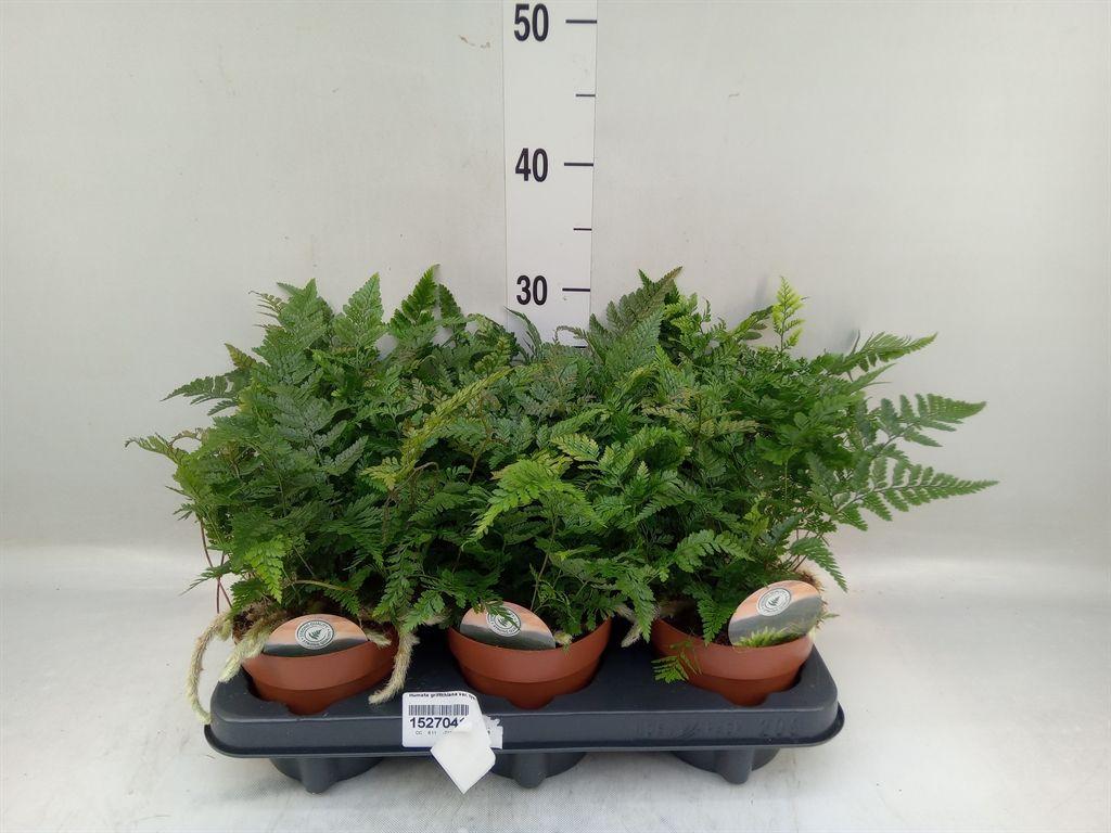 Горшечные цветы и растения оптом Humata Griffithiana Var. Tyermannii от 6шт из Голландии с доставкой по России