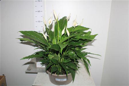 Горшечные цветы и растения оптом Spath Sweet Chico 10 Bloemen+ P30. от 1шт из Голландии с доставкой по России