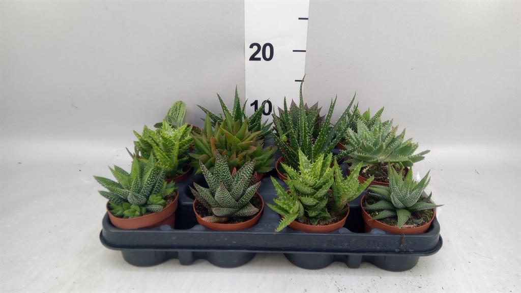Горшечные цветы и растения оптом Aloe ...mix A от 12шт (для телеги) из Голландии с доставкой по России