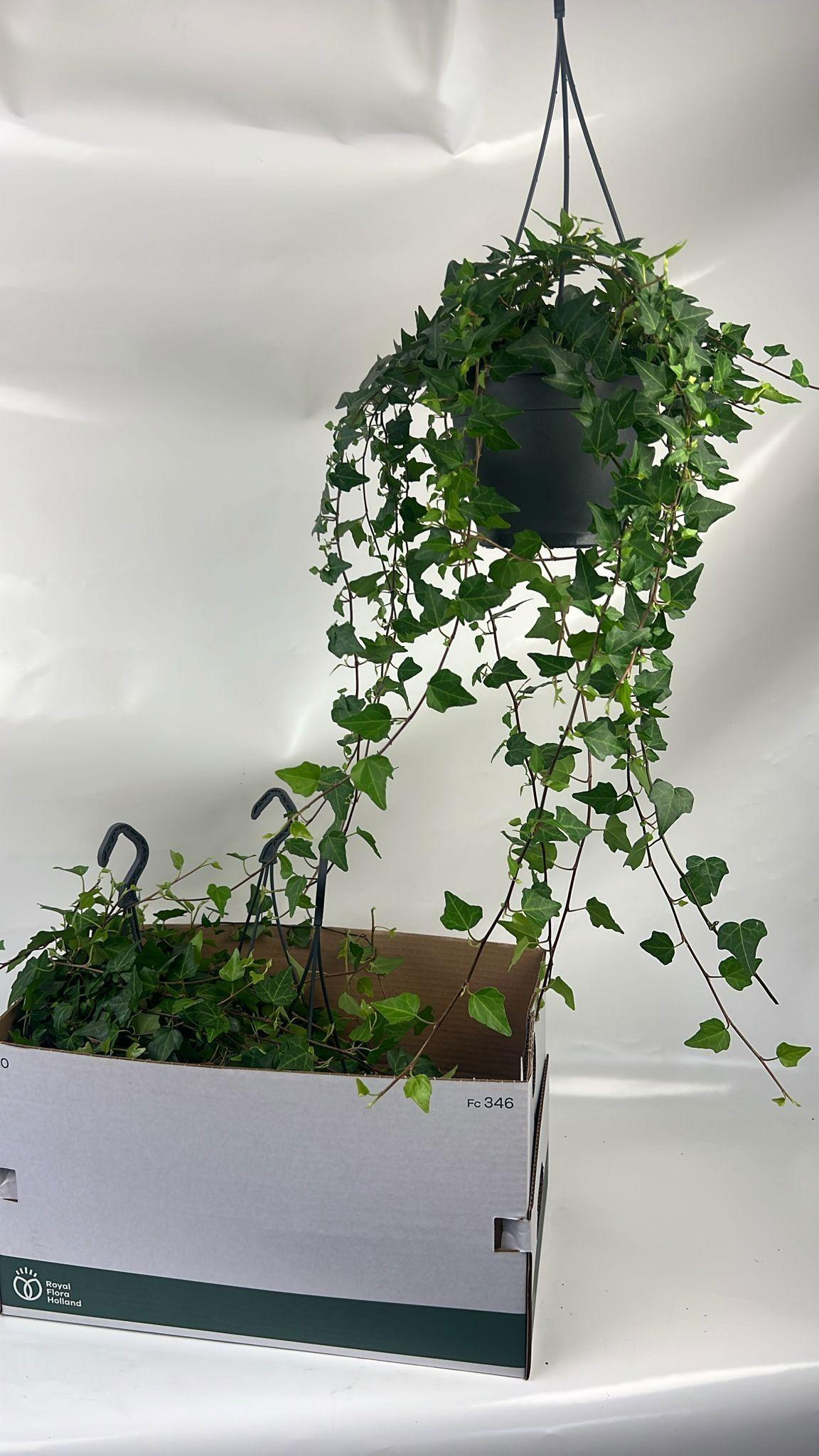 Горшечные цветы и растения оптом Hed He Wilco от 4шт из Голландии с доставкой по России