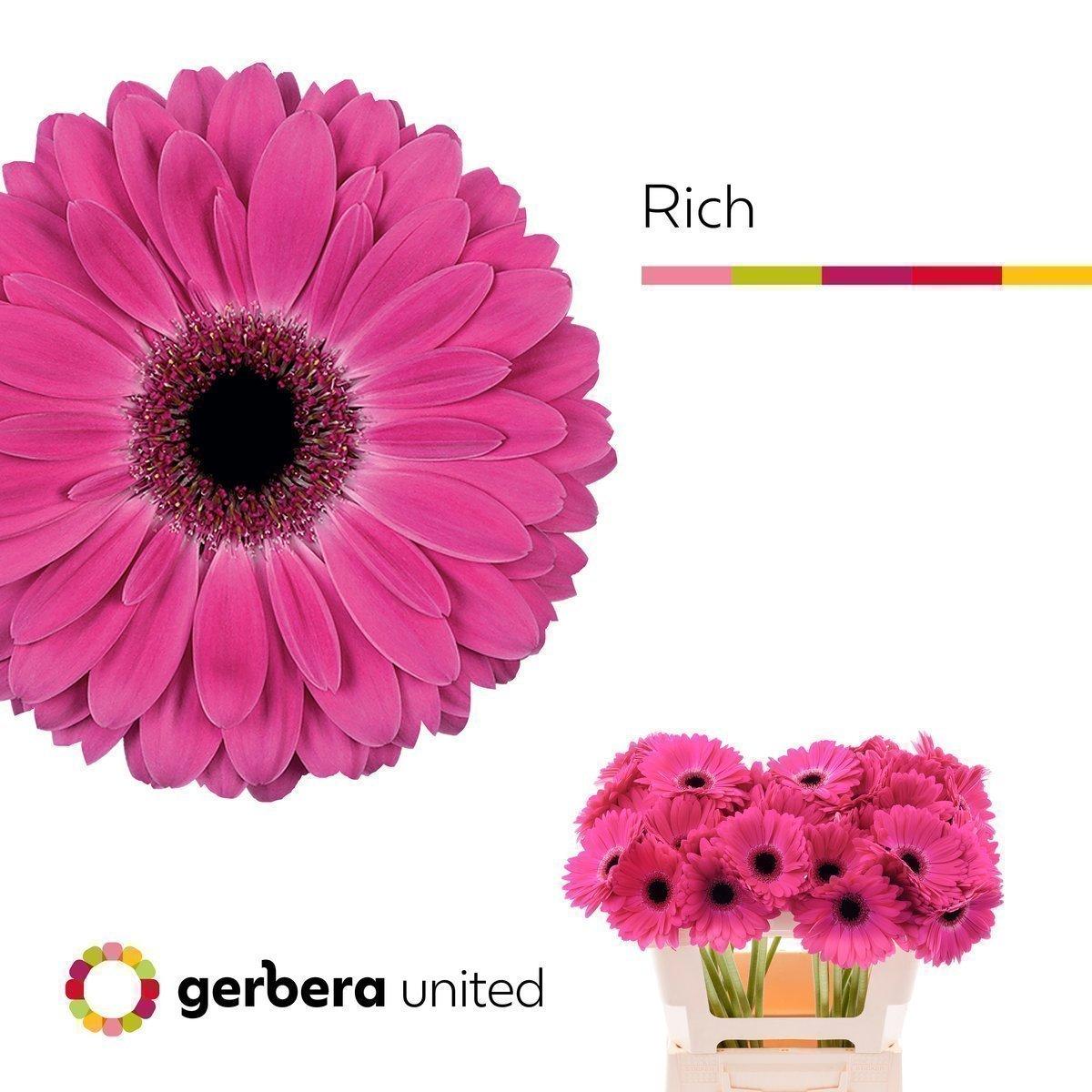 Срезанные цветы оптом Gerbera rich от 40шт из Голландии с доставкой по России