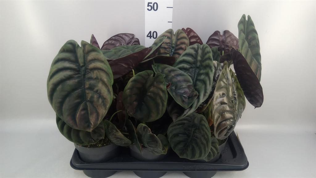 Горшечные цветы и растения оптом Alocasia Cuprea red Secret от 6шт (для телеги) из Голландии с доставкой по России