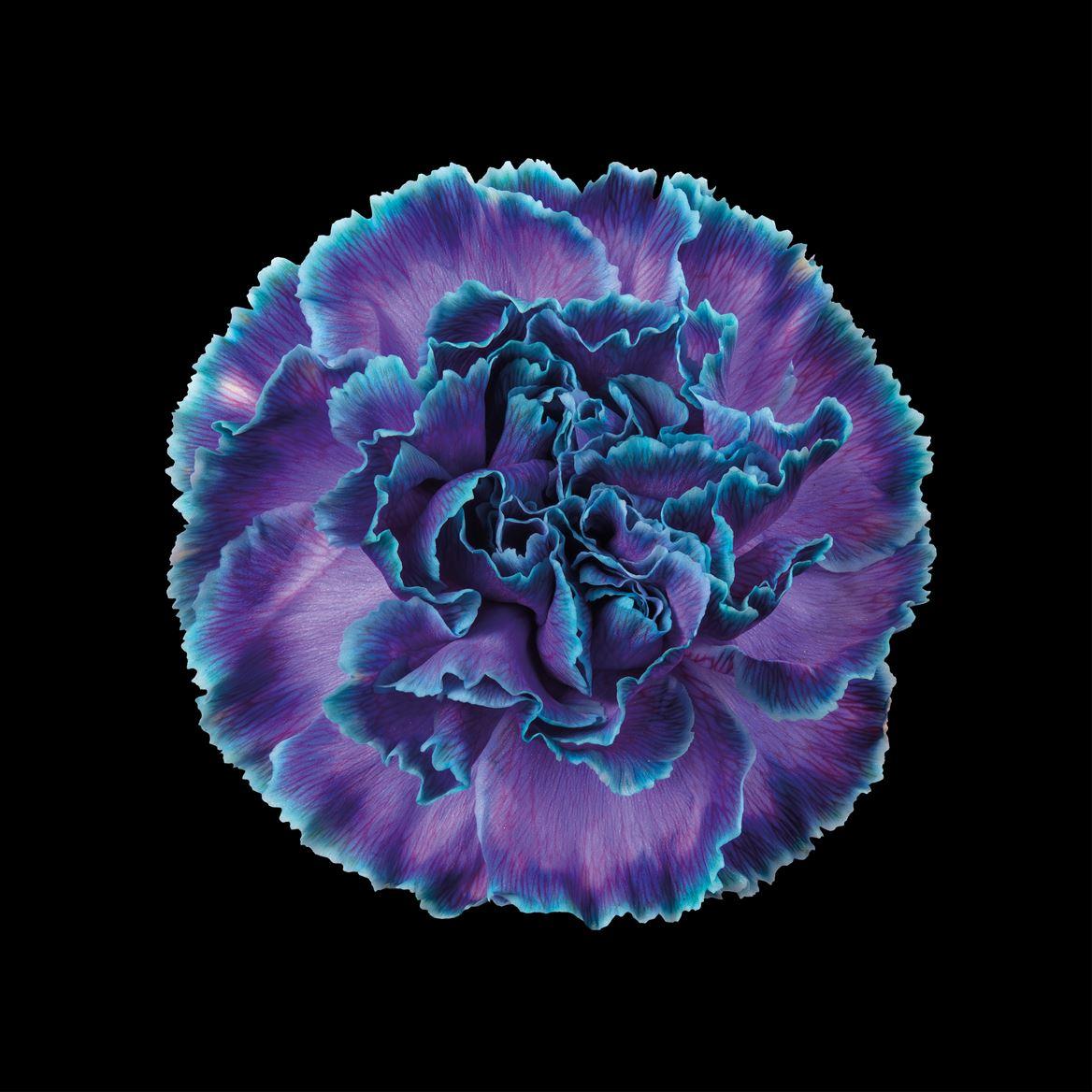 Срезанные цветы оптом Dianthus st paint ibiza от 80шт из Голландии с доставкой по России