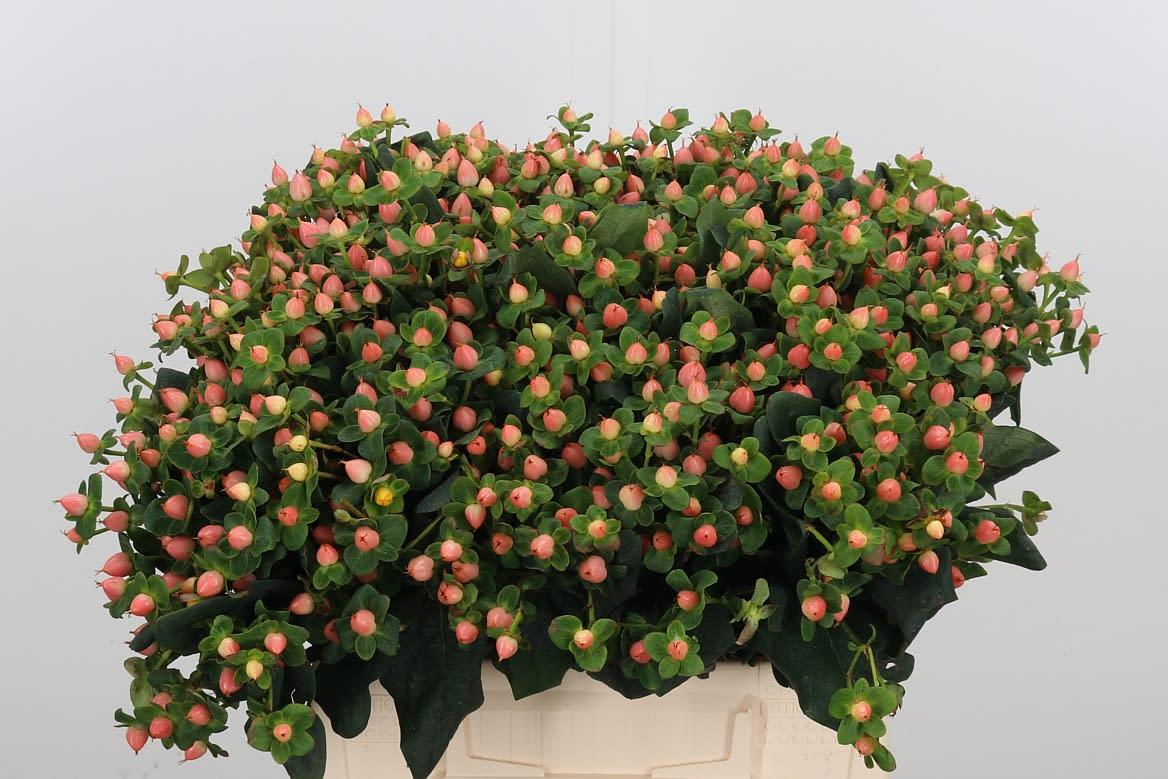 Срезанные цветы оптом Hypericum pacific jade от 100шт из Голландии с доставкой по России