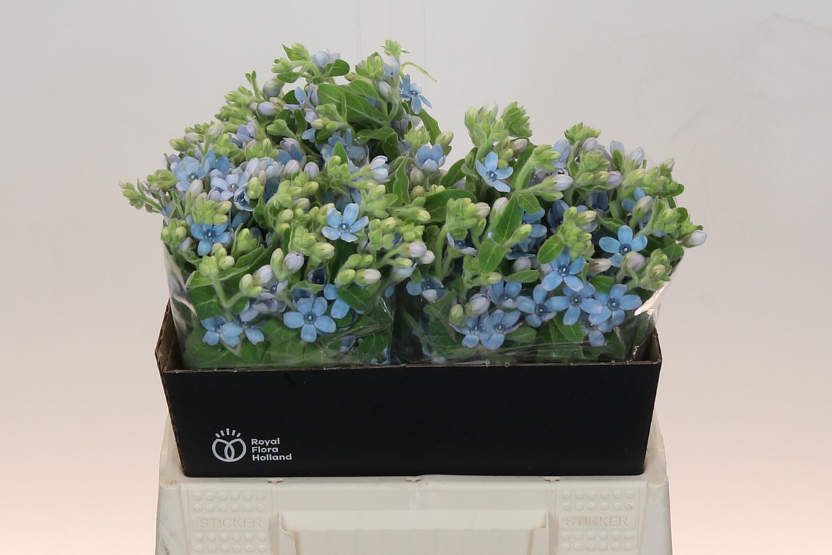 Срезанные цветы оптом Oxypetalum tweedia blue от 60шт из Голландии с доставкой по России Срезанные цветы оптом Oxypetalum tweedia blue от 60шт из Голландии с доставкой по России