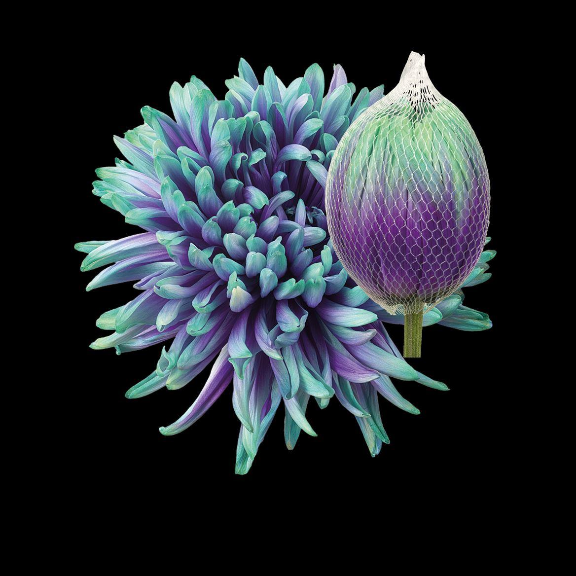 Срезанные цветы оптом Chrys bl paint antonov ibiza purple-mint от 40шт из Голландии с доставкой по России