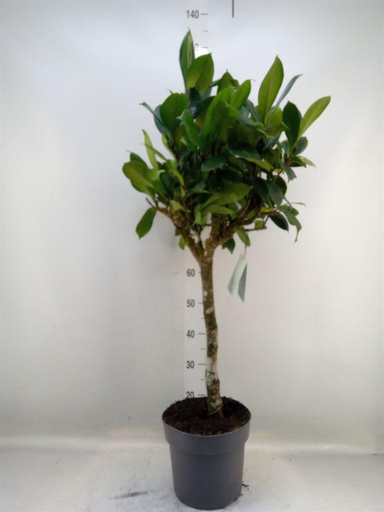 Горшечные цветы и растения оптом Ficus Cyathistipula от 1шт из Голландии с доставкой по России