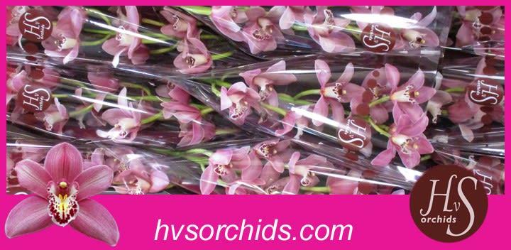Срезанные цветы оптом Cymbidium pink candy от 10шт. из Голландии с доставкой по России