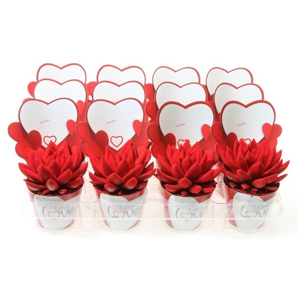 Горшечные цветы и растения оптом Echeveria Potcover Little Love Velvet Red от 12шт (для телеги) из Голландии с доставкой по России