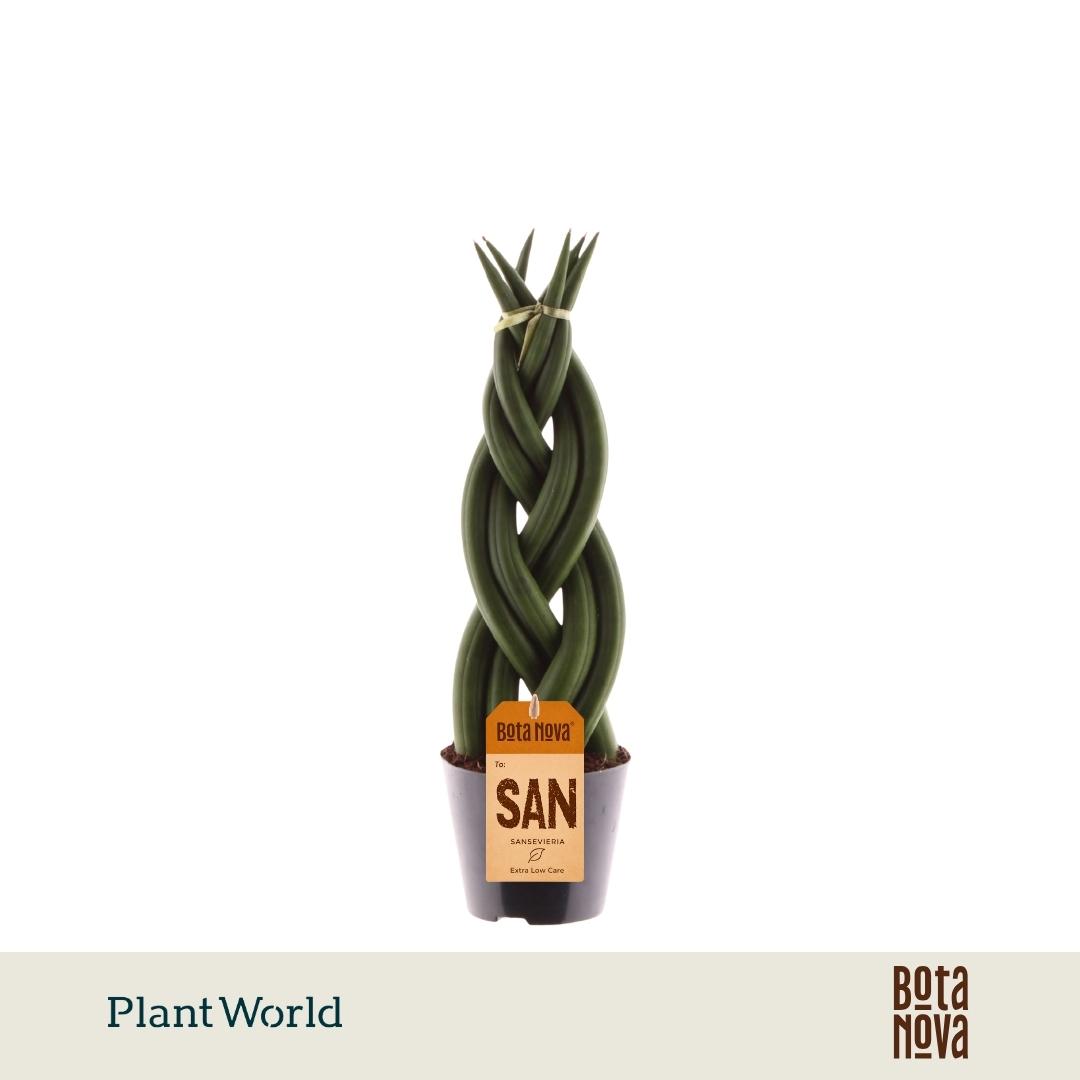 Горшечные цветы и растения оптом Sansevieria Cylindrica Twist от 12шт (для телеги) из Голландии с доставкой по России