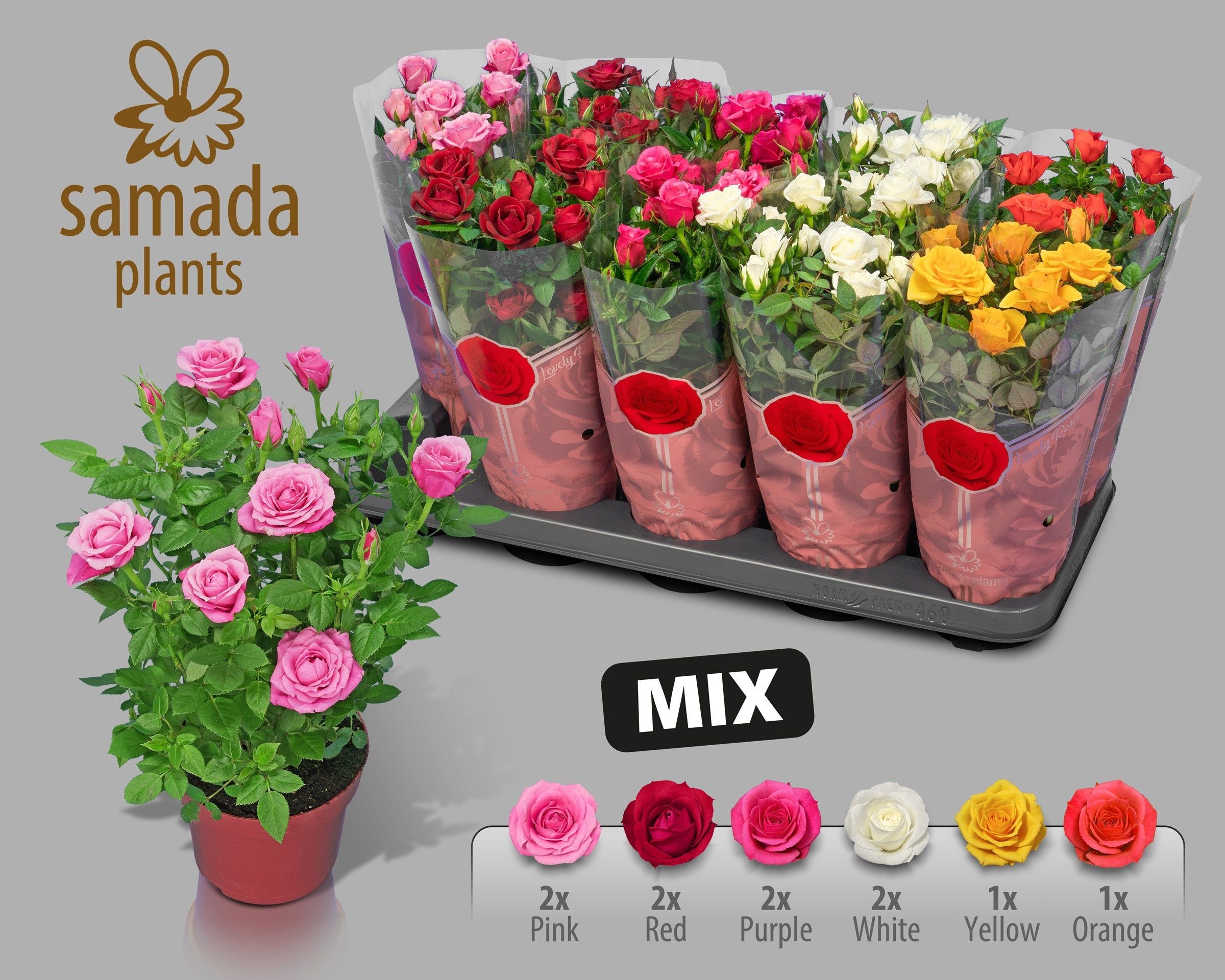 Горшечные цветы и растения оптом Ro Samadapl Gem 6 Sr от 10шт из Голландии с доставкой по России