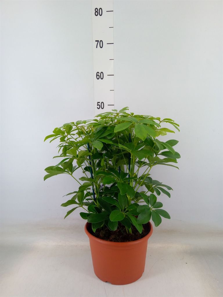 Горшечные цветы и растения оптом Schefflera Nora 3pp от 1шт из Голландии с доставкой по России