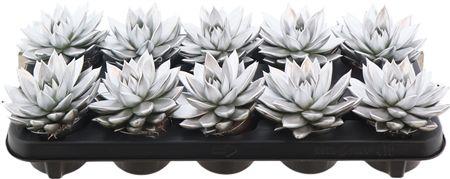 Горшечные цветы и растения оптом Echev Miranda Zilver от 10шт (для телеги) из Голландии с доставкой по России