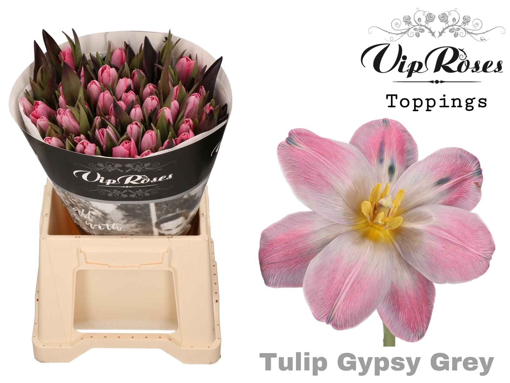 Срезанные цветы оптом Tulipa si paint gypsy grey от 50шт из Голландии с доставкой по России