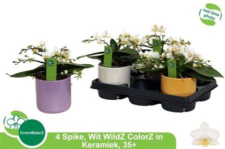 Горшечные цветы и растения оптом ** Phal Ov Wit 4 Branches Ceramic *spring Deal* от 3шт из Голландии с доставкой по России