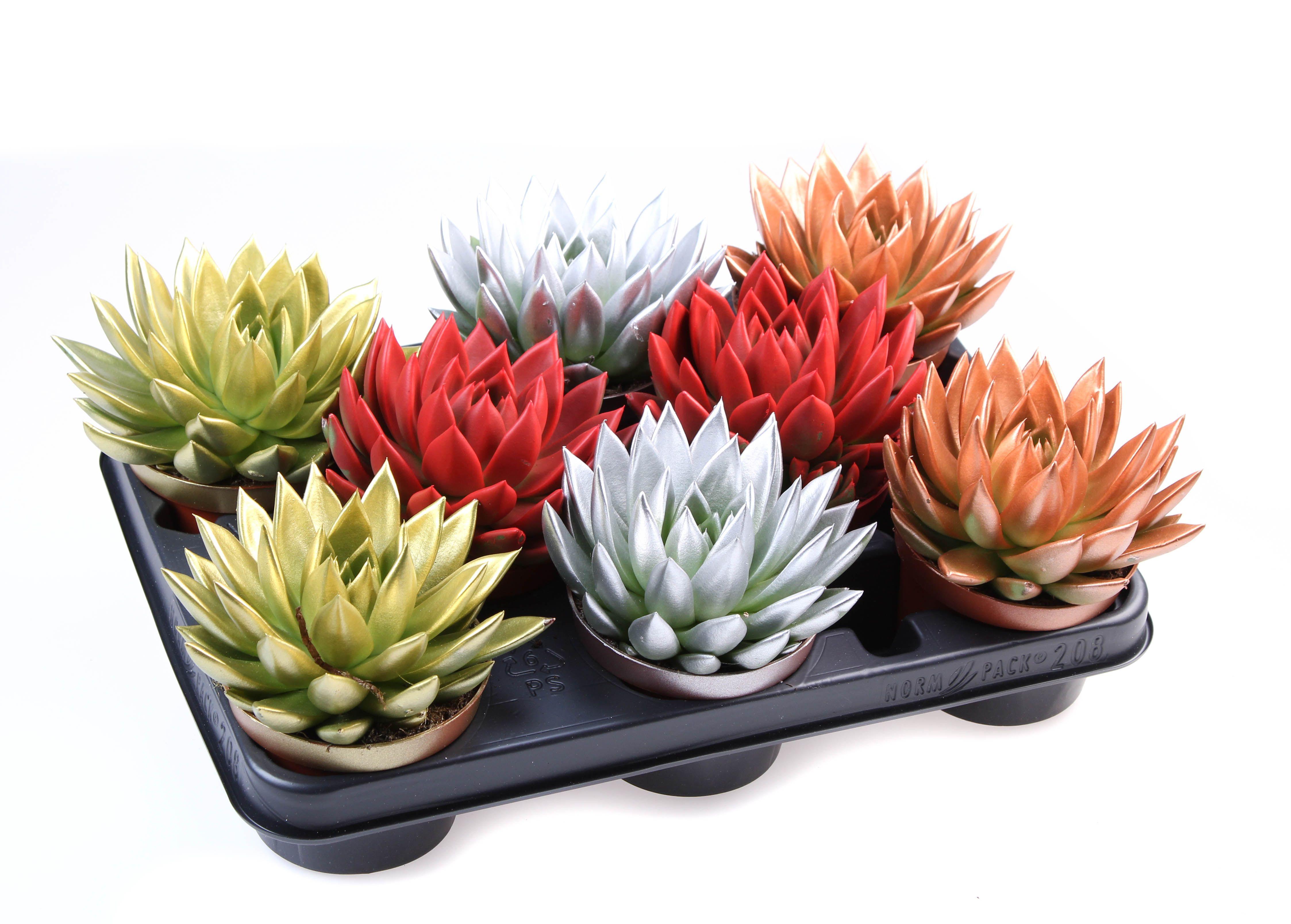 Горшечные цветы и растения оптом Echeveria Rainbow Kerstmix от 8шт из Голландии с доставкой по России