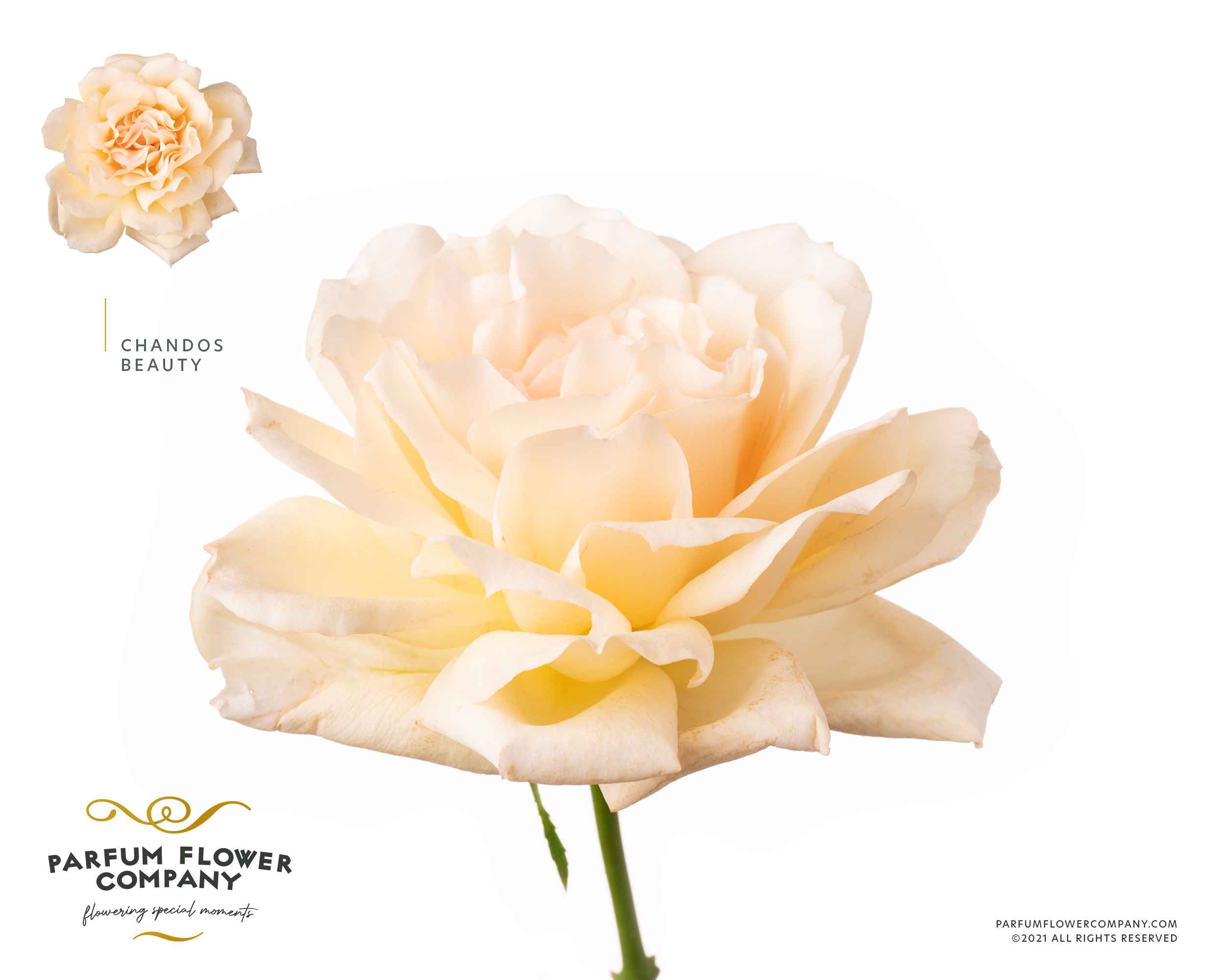 Срезанные цветы оптом Rosa la garden bella anita от 24шт из Голландии с доставкой по России