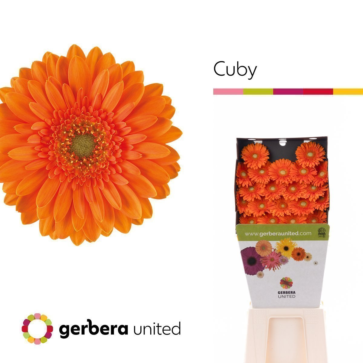Срезанные цветы оптом Germini diamond cuby от 20шт из Голландии с доставкой по России
