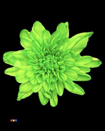 Срезанные цветы оптом Chrys sp paint euro green от 40шт из Голландии с доставкой по России