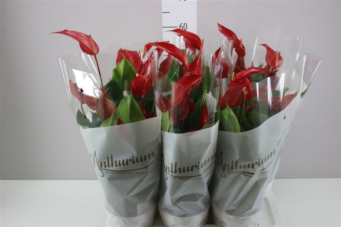 Горшечные цветы и растения оптом Anth Banderola Roja от 6шт из Голландии с доставкой по России