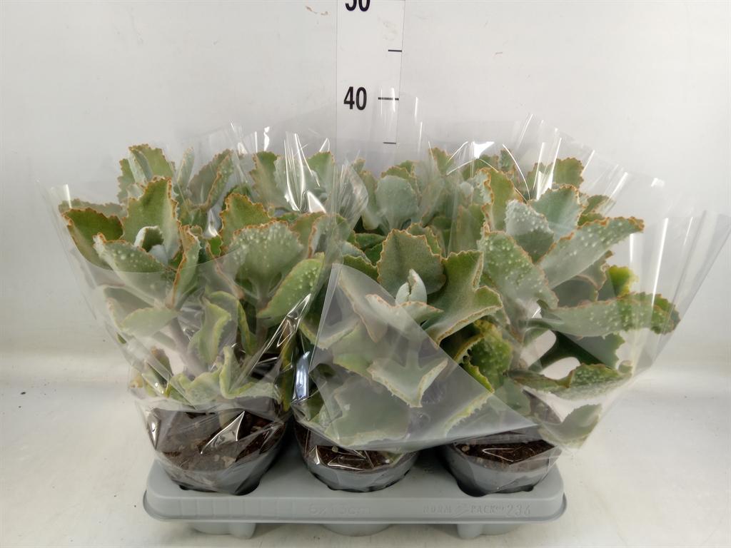 Горшечные цветы и растения оптом Kalanchoe Nf Beharensis от 6шт из Голландии с доставкой по России
