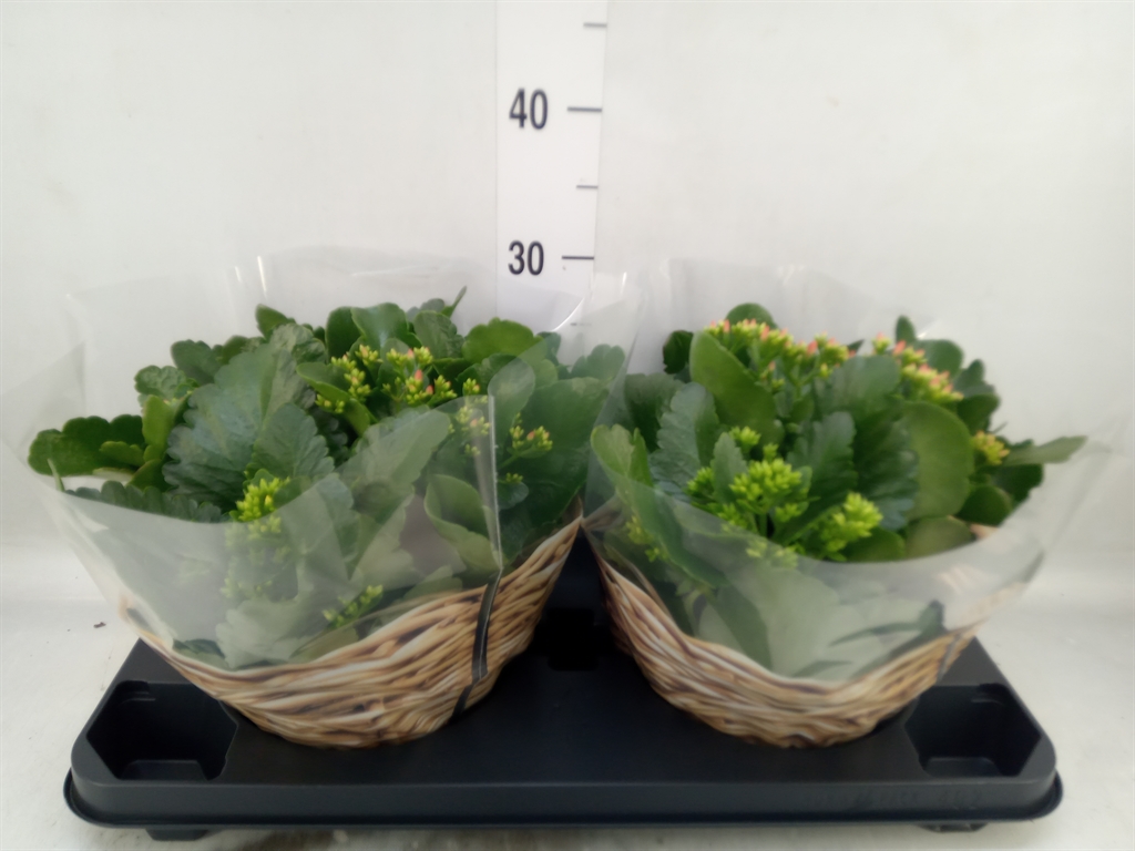 Горшечные цветы и растения оптом Kalanchoe Blos.   ..mix In Pot от 2шт из Голландии с доставкой по России