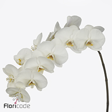 Срезанные цветы оптом Phalaenopsis magnificent maliha (per stem) от 25шт из Голландии с доставкой по России