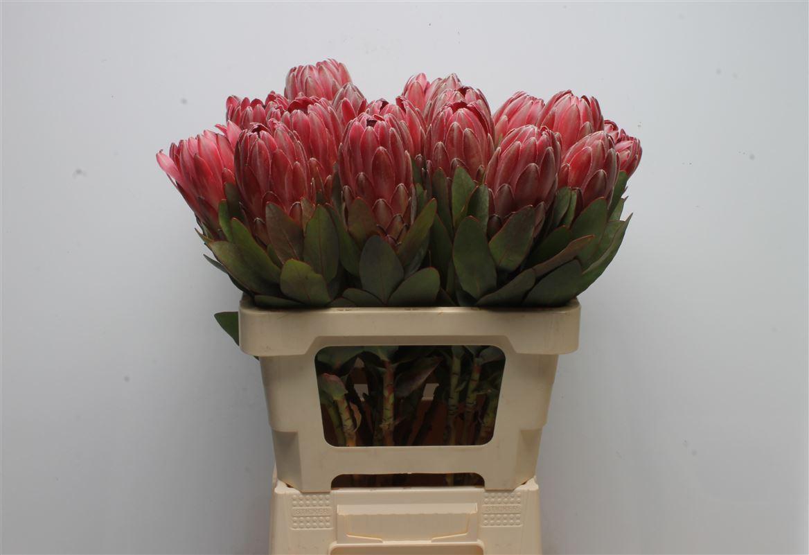 Срезанные цветы оптом Protea sharon от 20шт из Голландии с доставкой по России