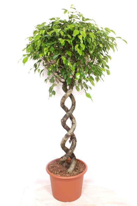 Горшечные цветы и растения оптом Ficus Be Exotica Double Spiral от 1шт из Голландии с доставкой по России
